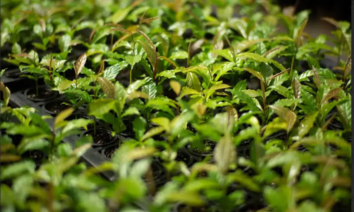 Mata Atlântica: de bioma devastado a exemplo de restauração florestal